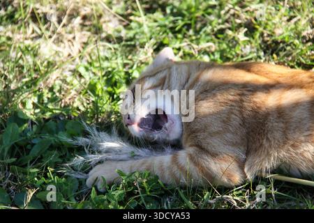 Ingwertabby-Katze „La Beta“ isst Cortaderia selloana (Pampas-Gras). Stockfoto
