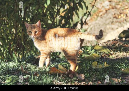 Ginger Tabby Katze 'La Beta' steht in einem Herbstgarten. Stockfoto