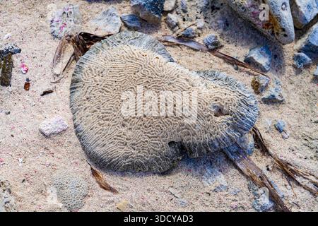 Gebleichte Gehirnkorallen am zerklüfteten Strand von Lacre Punt, der Südspitze der Insel Bonaire in der niederländischen Karibik Stockfoto