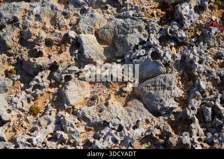 Fossile Korallen eingebettet in erodiertes Küstengestein an der wilden Küste nördlich von Bonaire im Washington-Slagbaai-Nationalpark Stockfoto