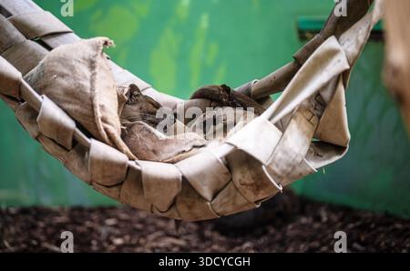 Fossa, die in einer Hängematte aus Leinwand in einem Zoogehege schläft. Stockfoto