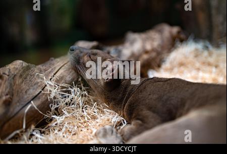 Fossa schlafend auf Holzspänen-Substrat. Stockfoto