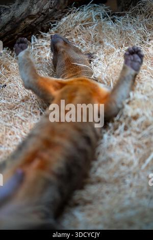 Fossa schlafend auf Holzspänen-Substrat. Stockfoto