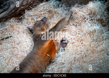 Fossa schlafend auf Holzspänen-Substrat. Stockfoto