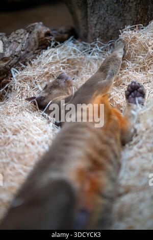 Fossa schlafend auf Holzspänen-Substrat. Stockfoto