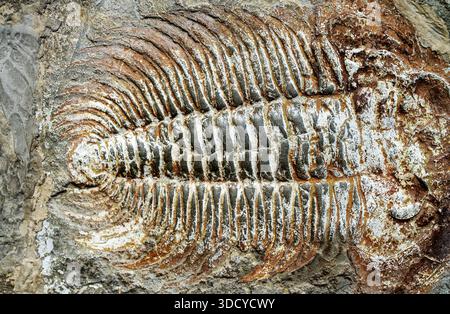 Detaillierter Fossilienabdruck eines prähistorischen Trilobiten im antiken Sedimentgestein. Stockfoto