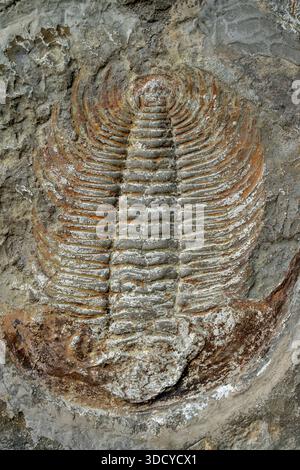 Detaillierter Fossilienabdruck eines prähistorischen Trilobiten im antiken Sedimentgestein. Stockfoto