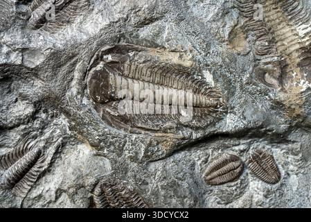 Detaillierter Fossilienabdruck eines prähistorischen Trilobiten im antiken Sedimentgestein. Stockfoto