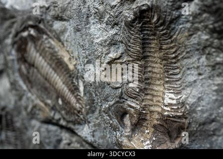 Detaillierter Fossilienabdruck eines prähistorischen Trilobiten im antiken Sedimentgestein. Stockfoto