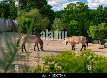 Przewalskis Pferde weiden in einem Freigehege, umgeben von grünen Bäumen. Stockfoto
