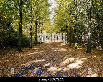 Sonniger Herbsttag in den Haag, Niederlande. Pfad bedeckt mit Blättern. Stockfoto