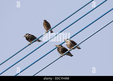 Gruppe von Weißwangen- oder Graustern (Spodiopsar cineraceus), die vor blauem Himmel auf Draht sitzt Stockfoto