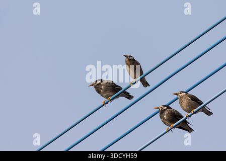 Gruppe von Weißwangen- oder Graustern (Spodiopsar cineraceus), die vor blauem Himmel auf Draht sitzt Stockfoto