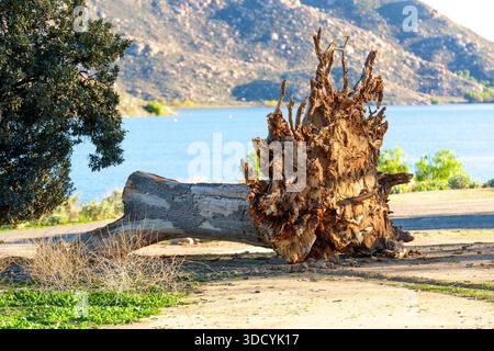 Der massive Stamm und das komplizierte Wurzelsystem des entwurzelten Baumes liegen am Ufer des Lake Perris, mit ruhigem blauem Wasser und weit entfernten zerklüfteten Bergen. Stockfoto