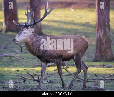 Haltern, NRW, Deutschland. Dezember 2025. Rothirsche (cervus elaphus) ziehen am zweiten Weihnachtsfeiertag in der schönen Sonne und unter dem Gefrierpunkt durch den Wald. Die Hirsche im Wildreservat Granat Streifen frei und grasen auf den Wiesen, werden aber in den kalten Wintermonaten mit Zusatznahrung gefüttert. Quelle: Imageplotter/Alamy Live News Stockfoto