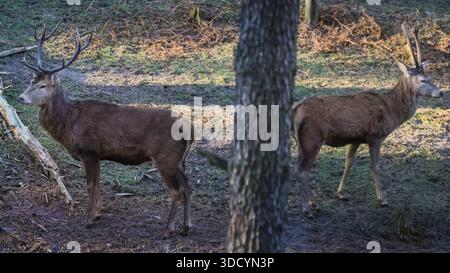 Haltern, NRW, Deutschland. Dezember 2025. Rothirsche (cervus elaphus) ziehen am zweiten Weihnachtsfeiertag in der schönen Sonne und unter dem Gefrierpunkt durch den Wald. Die Hirsche im Wildreservat Granat Streifen frei und grasen auf den Wiesen, werden aber in den kalten Wintermonaten mit Zusatznahrung gefüttert. Quelle: Imageplotter/Alamy Live News Stockfoto