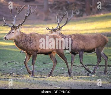Haltern, NRW, Deutschland. Dezember 2025. Rothirsche (cervus elaphus) ziehen am zweiten Weihnachtsfeiertag in der schönen Sonne und unter dem Gefrierpunkt durch den Wald. Die Hirsche im Wildreservat Granat Streifen frei und grasen auf den Wiesen, werden aber in den kalten Wintermonaten mit Zusatznahrung gefüttert. Quelle: Imageplotter/Alamy Live News Stockfoto