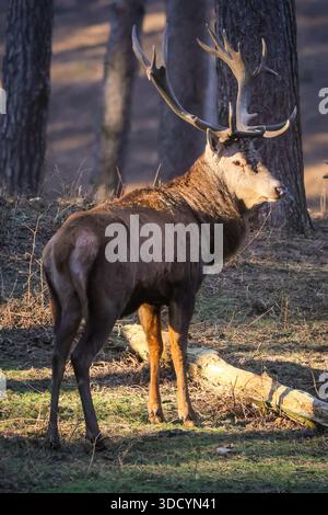 Haltern, NRW, Deutschland. Dezember 2025. Rothirsche (cervus elaphus) ziehen am zweiten Weihnachtsfeiertag in der schönen Sonne und unter dem Gefrierpunkt durch den Wald. Die Hirsche im Wildreservat Granat Streifen frei und grasen auf den Wiesen, werden aber in den kalten Wintermonaten mit Zusatznahrung gefüttert. Quelle: Imageplotter/Alamy Live News Stockfoto