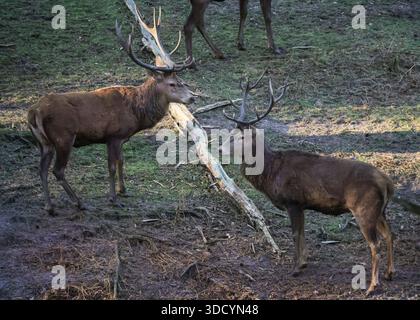 Haltern, NRW, Deutschland. Dezember 2025. Rothirsche (cervus elaphus) ziehen am zweiten Weihnachtsfeiertag in der schönen Sonne und unter dem Gefrierpunkt durch den Wald. Die Hirsche im Wildreservat Granat Streifen frei und grasen auf den Wiesen, werden aber in den kalten Wintermonaten mit Zusatznahrung gefüttert. Quelle: Imageplotter/Alamy Live News Stockfoto