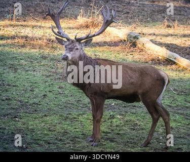 Haltern, NRW, Deutschland. Dezember 2025. Rothirsche (cervus elaphus) ziehen am zweiten Weihnachtsfeiertag in der schönen Sonne und unter dem Gefrierpunkt durch den Wald. Die Hirsche im Wildreservat Granat Streifen frei und grasen auf den Wiesen, werden aber in den kalten Wintermonaten mit Zusatznahrung gefüttert. Quelle: Imageplotter/Alamy Live News Stockfoto