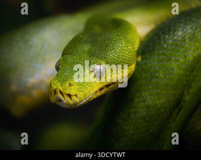 Nahaufnahme eines Porträts einer grünen Baumschlange mit auffälligen Schuppen und intensiven Augen, ein dramatisches Reptilienbild für Wildtiere, Natur und exotische Tiere Stockfoto