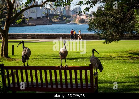 Drei australische White Ibis-Vögel stehen auf einer Bank, die als „Müllhühner“ oder „Müllputen“ bezeichnet werden, weil sie die Siedlungsmüll, Royal Botan, abfangen Stockfoto