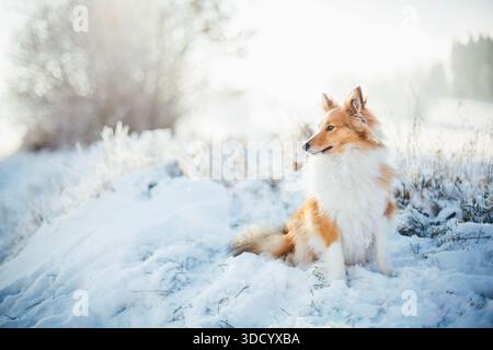 Shetland Sheepdog Stockfoto