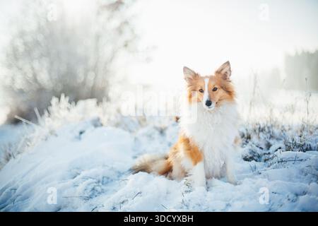 Shetland Sheepdog Stockfoto