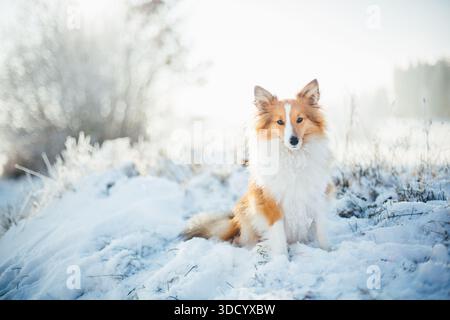 Shetland Sheepdog Stockfoto