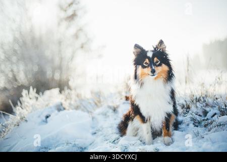 Shetland Sheepdog Stockfoto