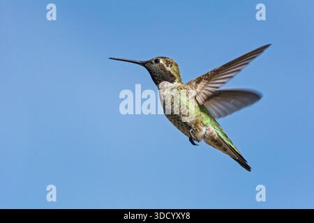Ein männlicher Anna's Kolibris (Calypte anna) schwingt in Südkalifornien mit einem hellblauen Himmel dahinter. Stockfoto