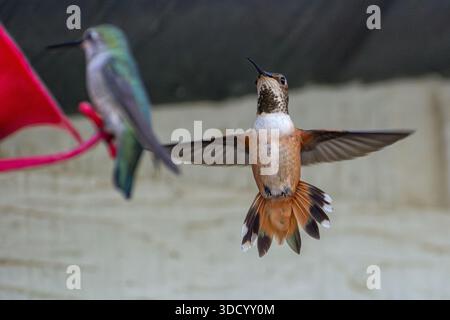 Eine weibliche Anna's Kolibris (Calypte anna) sitzt an einem Kolibris Feeder, während ein Allens Kolibris (Selasphorus sasin) in der Nähe schwebt. Stockfoto