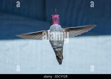 Ein männlicher Anna's Kolibris (Calypte anna) schwebt in der Nähe eines Heims in Südkalifornien. Stockfoto