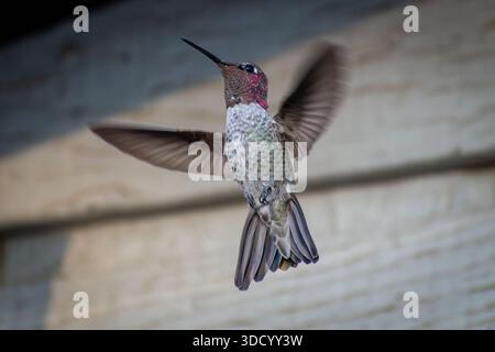 Ein männlicher Anna's Kolibris (Calypte anna) schwebt in der Nähe eines Heims in Südkalifornien. Stockfoto