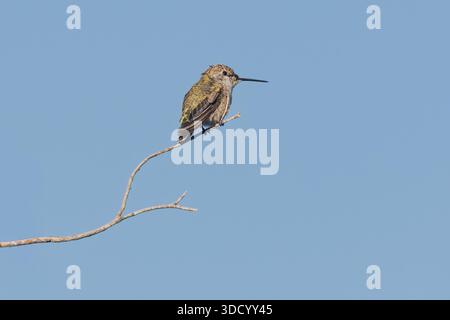 Ein weiblicher Kolibri (Calypte anna) sitzt am Ende eines sehr dünnen Zweigs. Stockfoto