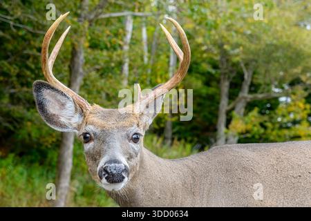 Nahaufnahme eines jungen Hirsches, der direkt auf die Kamera starrt. Nur Kopf und Rücken des Hirsches sichtbar. Wald im Hintergrund, Augenfokus. Stockfoto