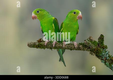 Einfacher Sittich, Brotogeris tirica Stockfoto