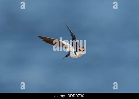 Drahtschwanzschwalbe, Hirundo smithii smithii, in Gambia Stockfoto