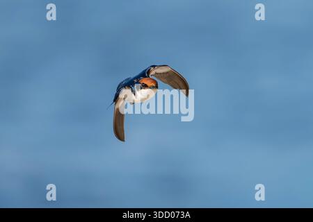 Drahtschwanzschwalbe, Hirundo smithii smithii, in Gambia Stockfoto