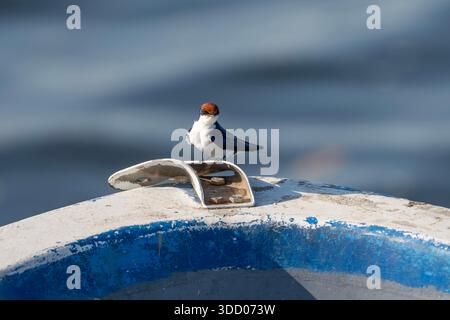 Drahtschwanzschwalbe, Hirundo smithii smithii, in Gambia Stockfoto