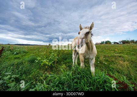 Ein kleines, helles Fohlen grast auf einer grasbewachsenen Wiese vor bewölkter Kulisse. In die Kamera schauen. Stockfoto