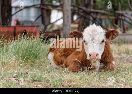 Das geerntete hereford-Kalb ruht friedlich auf grüner Weide Stockfoto