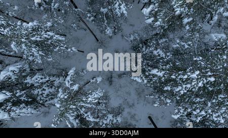 Aus der Vogelperspektive eines belarussischen Waldes zeigt schneebedeckte Nadelbäume, die eine kleine Lichtung umkreisen. Dunkle Stämme bilden radiale Linien zur Mitte unter weichem Diffus Stockfoto