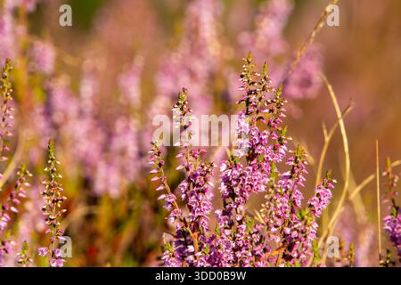 Nahaufnahme von Heidekraut aus Tiefwinkelsicht Stockfoto