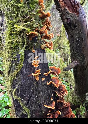 Pilze wachsen auf Bäumen in einem Wald in Oregon. Stockfoto