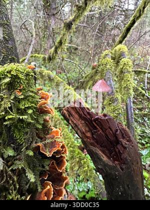Pilze wachsen auf Bäumen in einem Wald in Oregon. Stockfoto