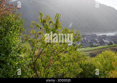 Rotwein Pfirsiche, Erntezeit in der Region Calmont am Moseltal, Pfirsiche auf Weinbergen in Deutschland Stockfoto