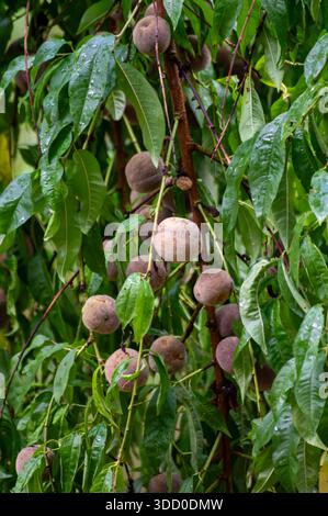 Rotwein Pfirsiche, Erntezeit in der Region Calmont am Moseltal, Pfirsiche auf Weinbergen in Deutschland Stockfoto
