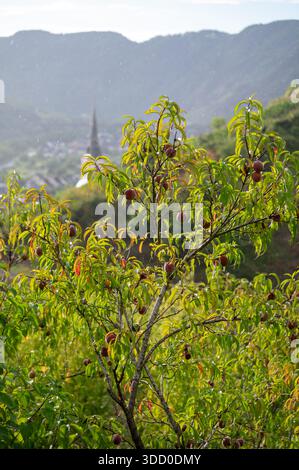 Rotwein Pfirsiche, Erntezeit in der Region Calmont am Moseltal, Pfirsiche auf Weinbergen in Deutschland Stockfoto