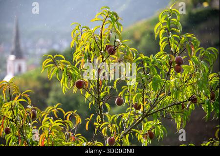 Rotwein Pfirsiche, Erntezeit in der Region Calmont am Moseltal, Pfirsiche auf Weinbergen in Deutschland Stockfoto